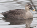 Eastern Spot-billed Duck